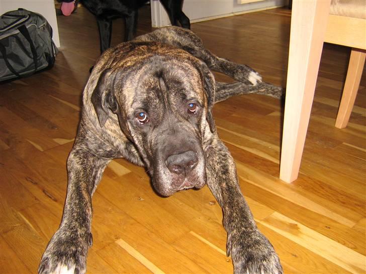 Blanding af racer Pablo - Pablo, 2 år og 10 mdr billede 5