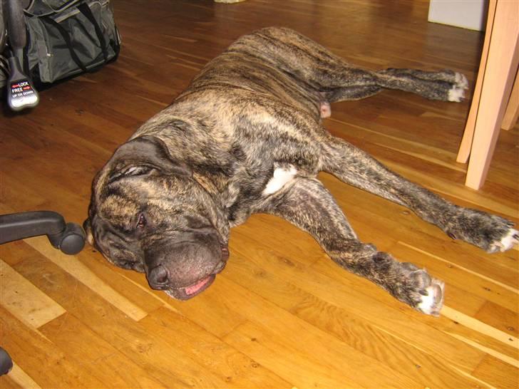 Blanding af racer Pablo - Pablo, 2 år og 10 mdr billede 6