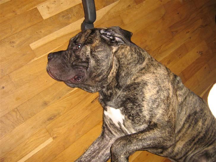 Blanding af racer Pablo - Pablo, 2 år og 10 mdr billede 7