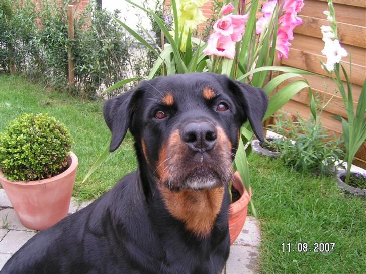 Rottweiler Malou (1997-2008) - En regnvejsdag i haven... billede 12