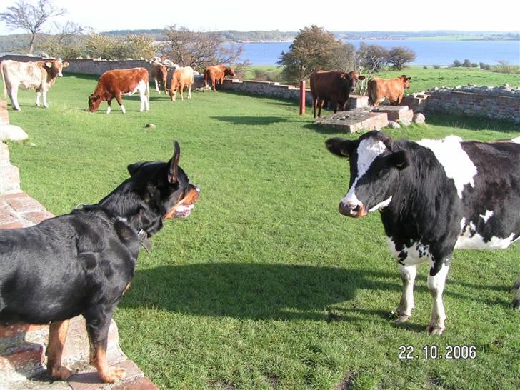 Rottweiler Malou (1997-2008) - koen kunne komme helt tæt på hvis det var, viser bare hvor mild malou var... billede 13