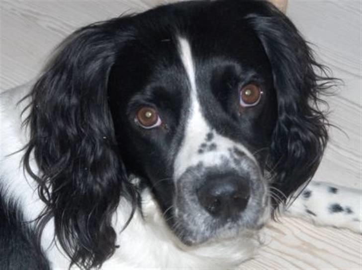 Engelsk springer spaniel Cika   R.I.P ='( - At dræbe hunden kurerer ikke bidet. :´( billede 1