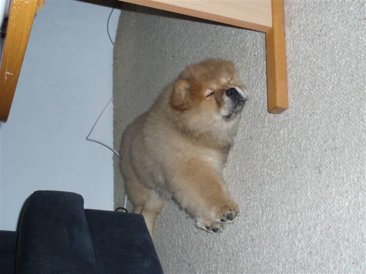 Chow chow Nika - Træt efter en lang nytårsaften billede 9