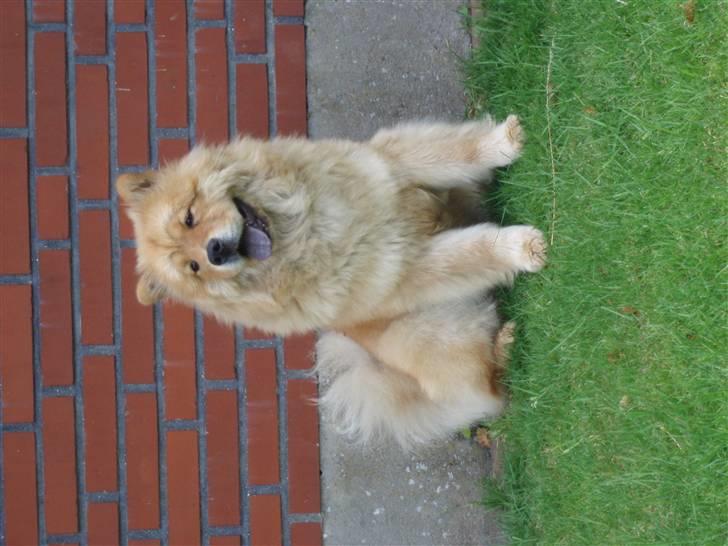 Chow chow Nika billede 10