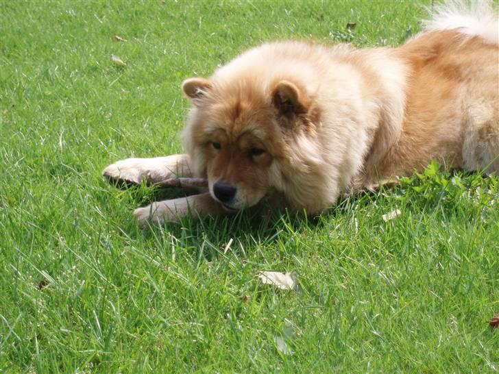 Chow chow Nika billede 11