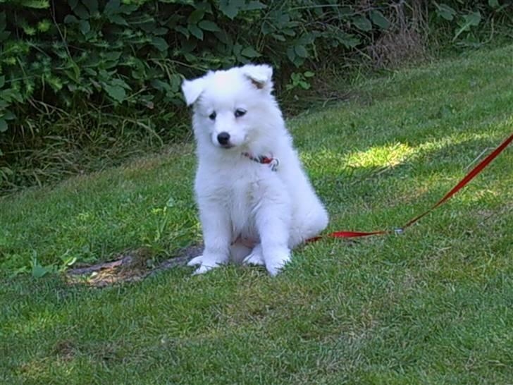 Samojedhund Mimmi billede 1