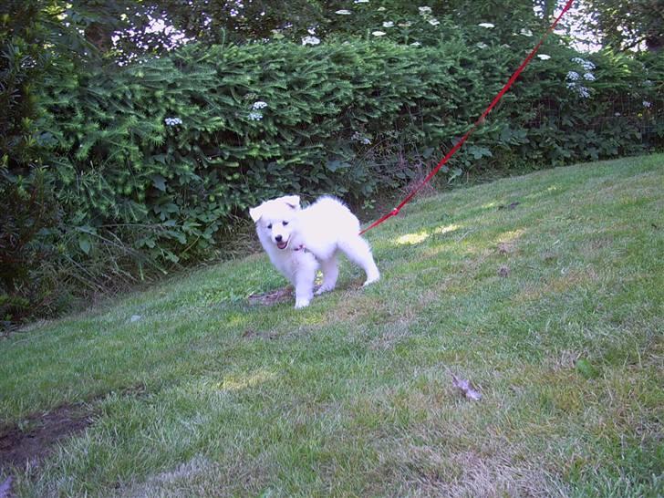 Samojedhund Mimmi billede 2