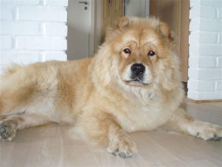 Chow chow Nika billede 12