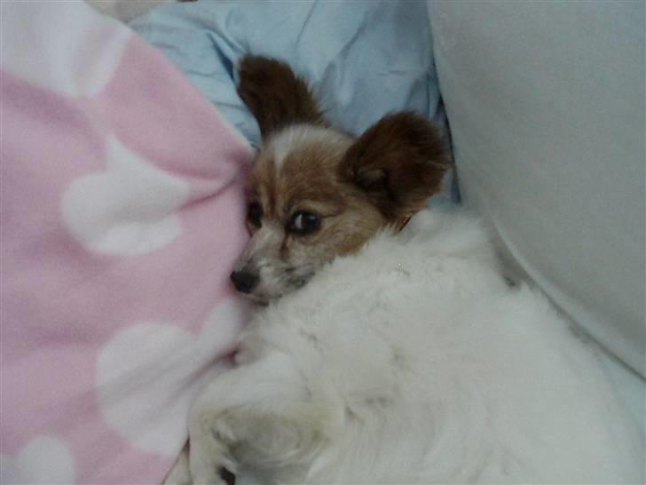 Papillon Bebs - Har du ikke en kiks? billede 4