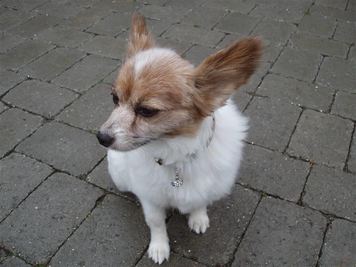 Papillon Bebs - Jeg er prinsesse! billede 5