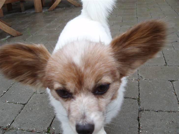 Papillon Bebs billede 6