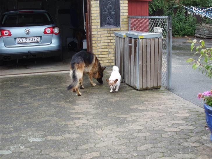 Papillon Bebs - Hannibal og jeg tjekker lige om der skulle være faldet noget guf ud fra skraldespanden! billede 7