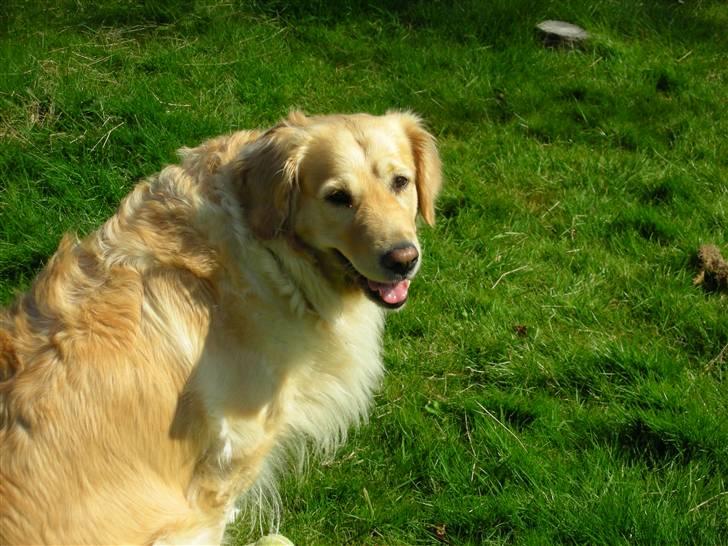 Golden retriever Maggie - Mors smukke lille prinsesse.. billede 11