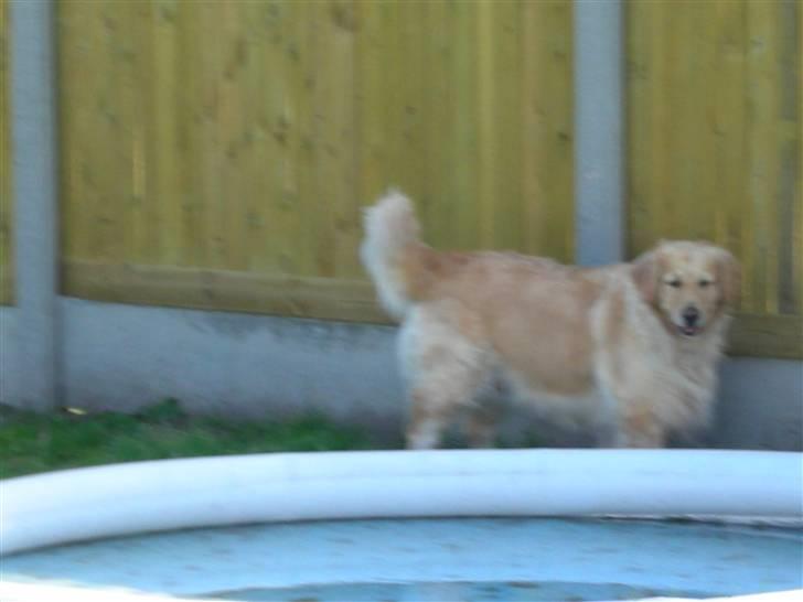 Golden retriever Maggie - Må jeg ikke nok hoppe op, bare en lille tur? billede 12