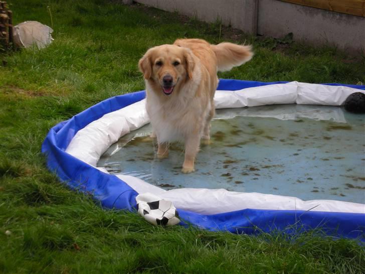 Golden retriever Maggie - Tak moar... billede 13