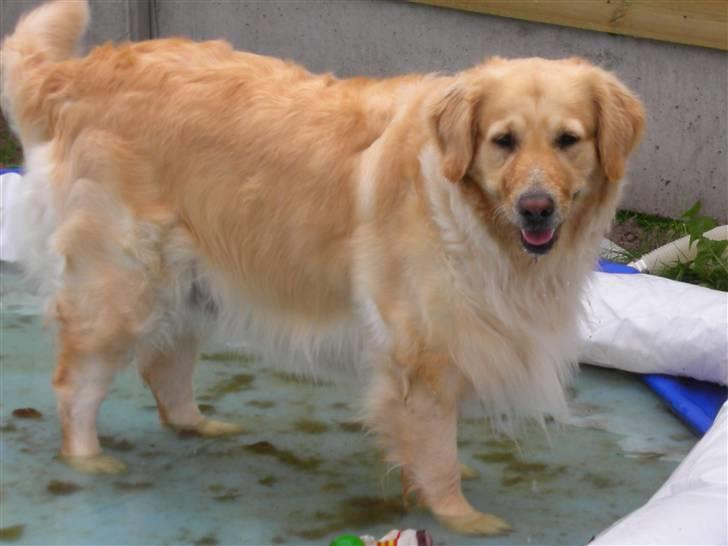 Golden retriever Maggie - Hva? Kommer i andre ikke op??? billede 14