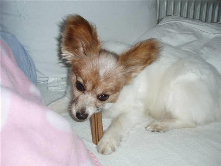 Papillon Bebs - Mmm! Hvor smager den godt! billede 8