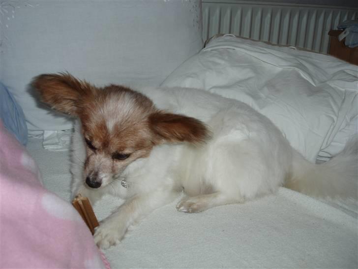 Papillon Bebs - Bevægede den sig lige? billede 9