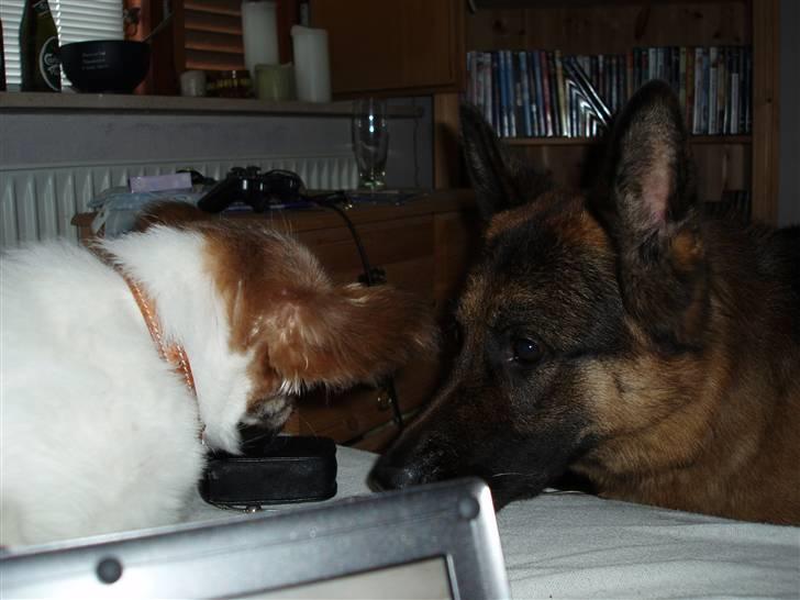 Papillon Bebs - Hej Hannibal. billede 10