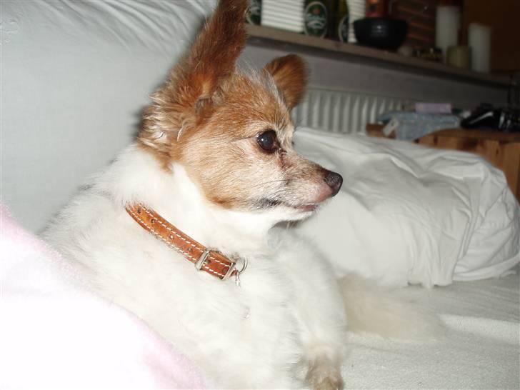 Papillon Bebs - Kom der lige nogen? billede 11