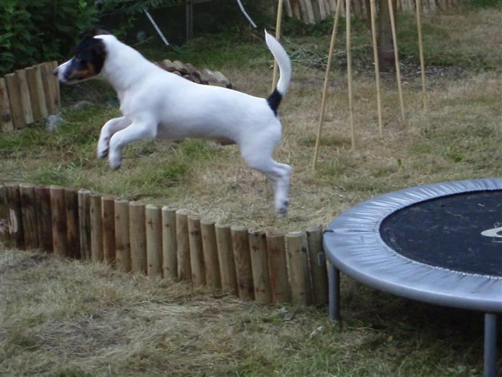 Jack russell terrier Louis billede 1