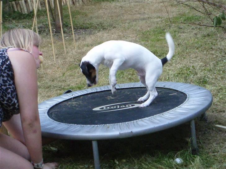 Jack russell terrier Louis billede 2