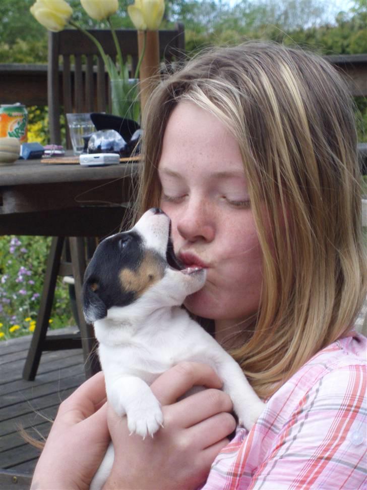 Jack russell terrier Louis billede 3