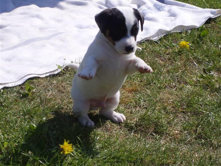 Jack russell terrier Louis billede 4