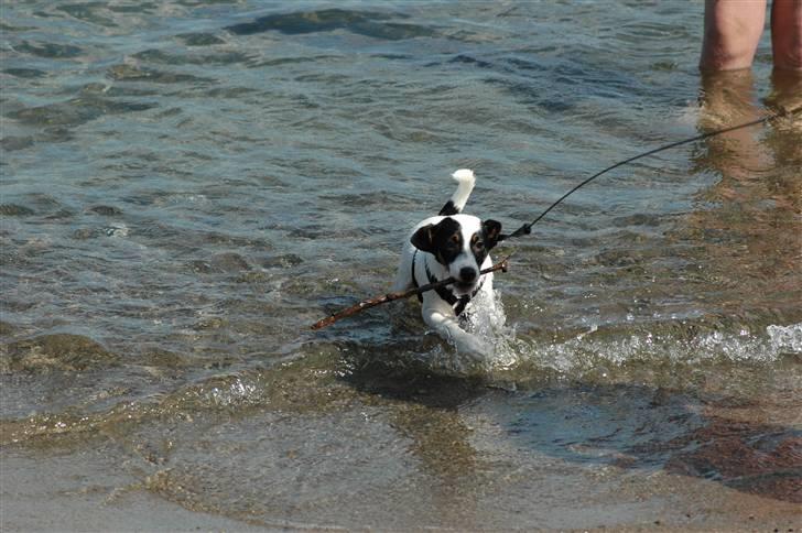 Jack russell terrier Louis billede 5