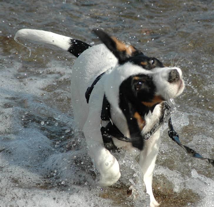Jack russell terrier Louis billede 6