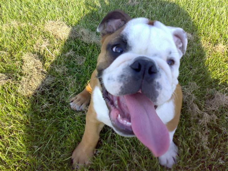 Engelsk bulldog Samson billede 8