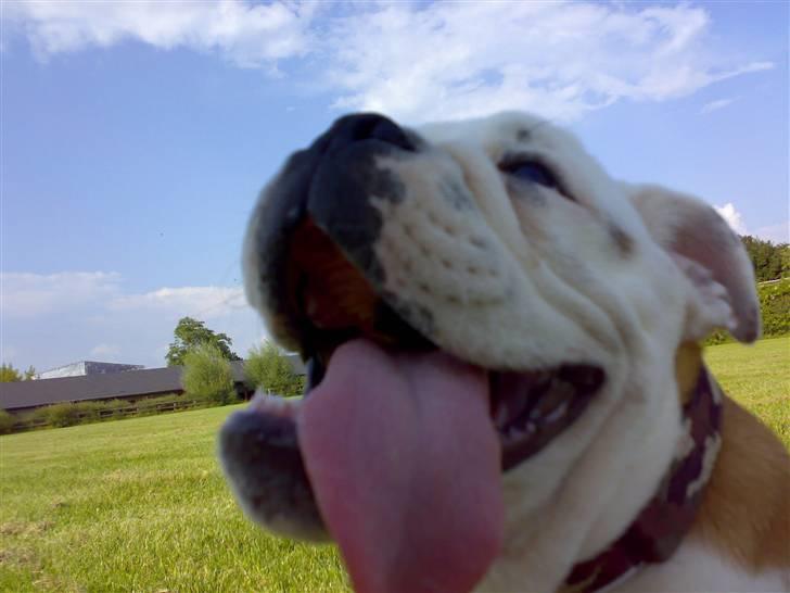 Engelsk bulldog Samson billede 9