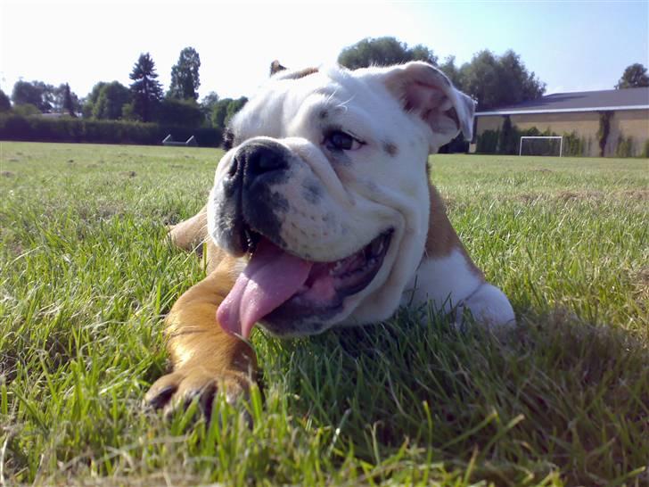 Engelsk bulldog Samson billede 10