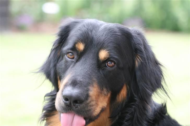 Hovawart Tao - Jeg rækker lige tunge ad dig ;) billede 12