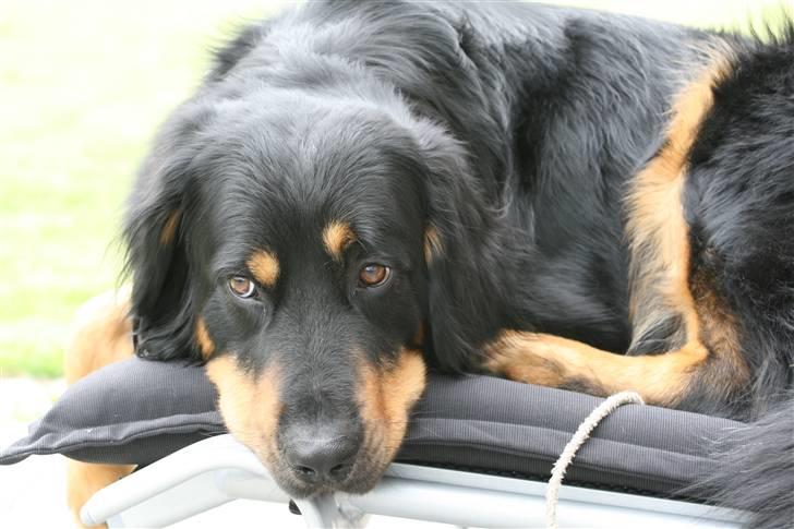 Hovawart Tao - Hvor længe mon jeg kan ligge og sole mig, før nogen ser det?? billede 13