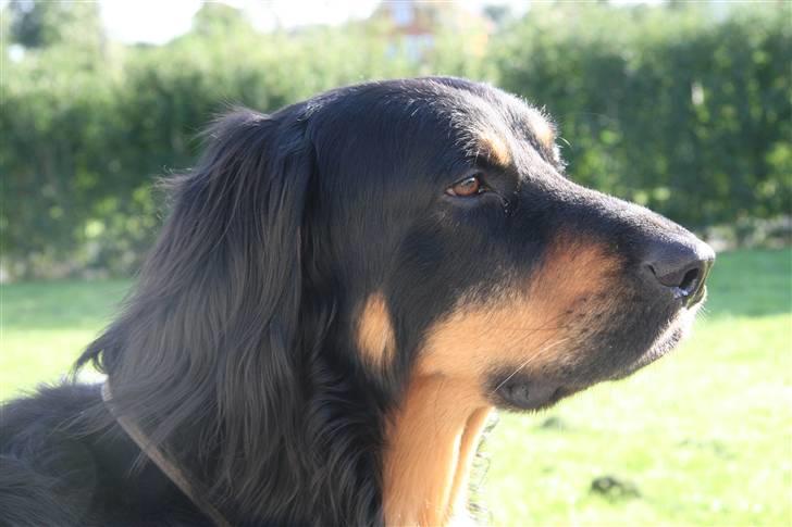 Hovawart Tao - SSikke en profil ;) billede 14