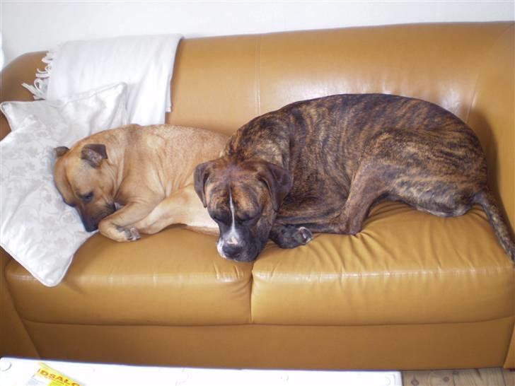 Blanding af racer Oscar  R.I.P. - Ja, vi putter vist på sofaen - igen...:o) billede 20