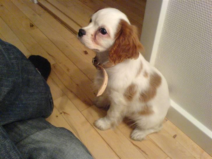 Cavalier king charles spaniel kjær billede 1