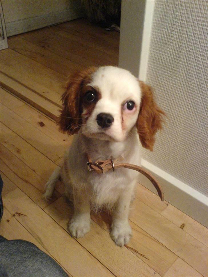 Cavalier king charles spaniel kjær billede 2