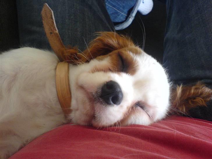 Cavalier king charles spaniel kjær billede 3