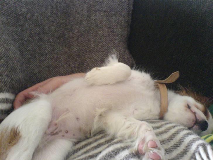 Cavalier king charles spaniel kjær billede 4