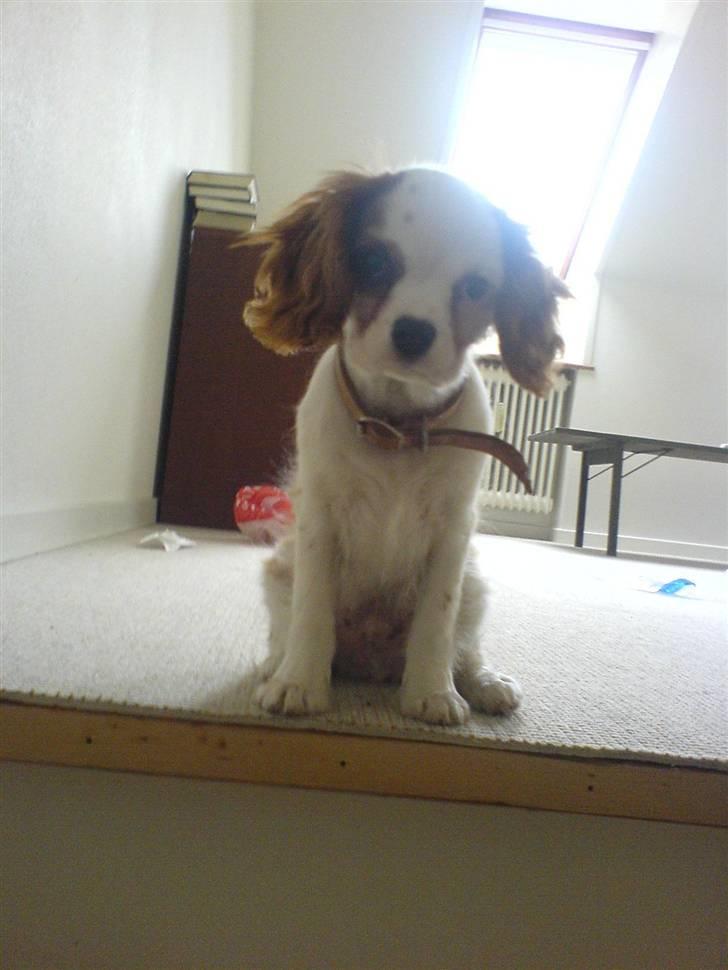 Cavalier king charles spaniel kjær billede 5