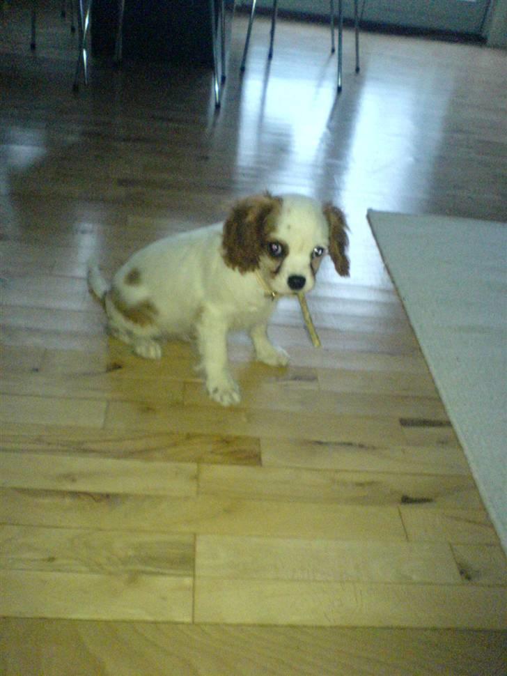 Cavalier king charles spaniel kjær billede 6