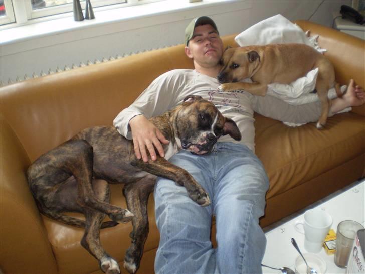 Amerikansk staffordshire terrier Freja - Skønt og putte med far...:o) billede 14