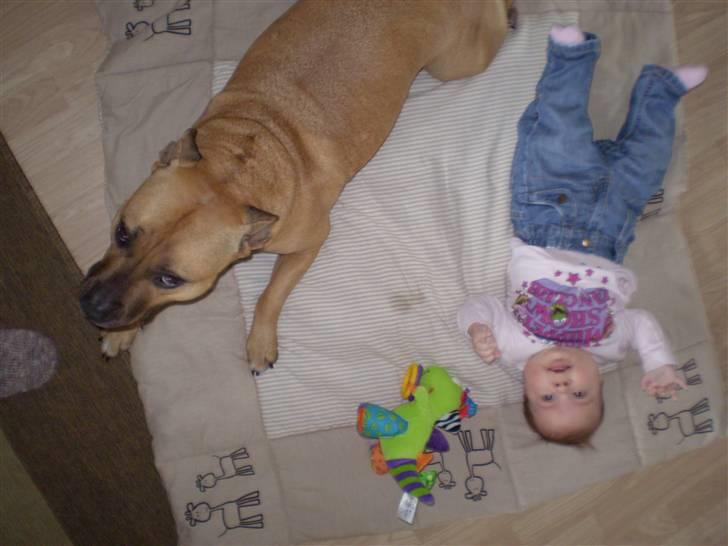 Amerikansk staffordshire terrier Freja - Vi er da søde..:o) billede 15