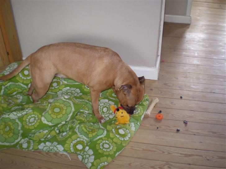 Amerikansk staffordshire terrier Freja - Min nye bamse Plys, er bare SÅ sød.. billede 16