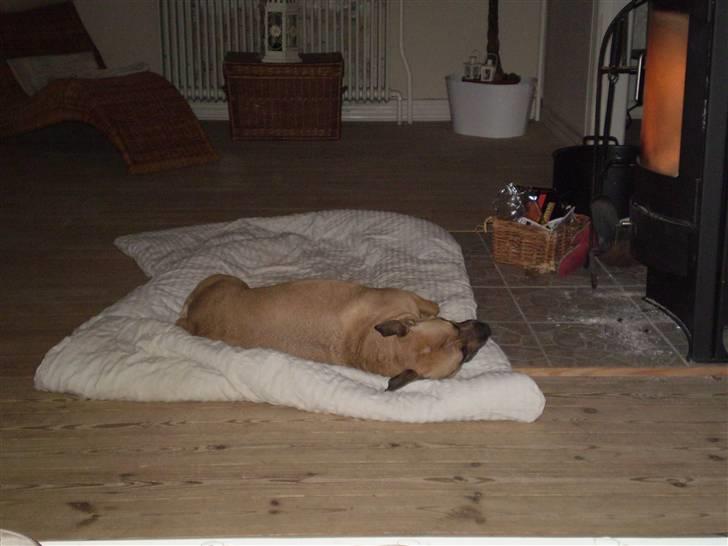 Amerikansk staffordshire terrier Freja - Ah, dejligt foran brændeovnen...:o) billede 17