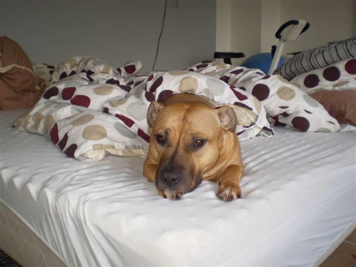 Amerikansk staffordshire terrier Freja - Skønt og putte i sengen..:o) billede 18