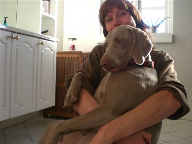 Weimaraner Emma<3 billede 8