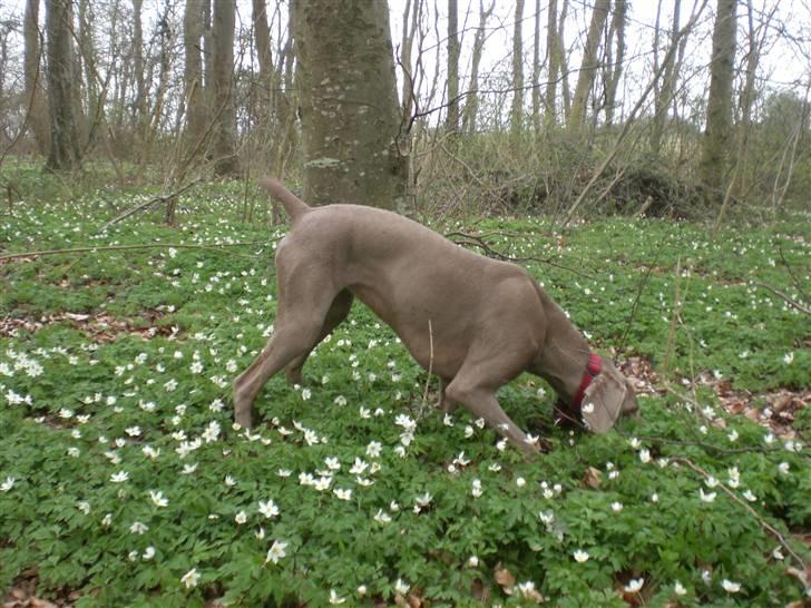 Weimaraner Emma<3 billede 9